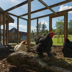 En gruppe kyllinger i et coop